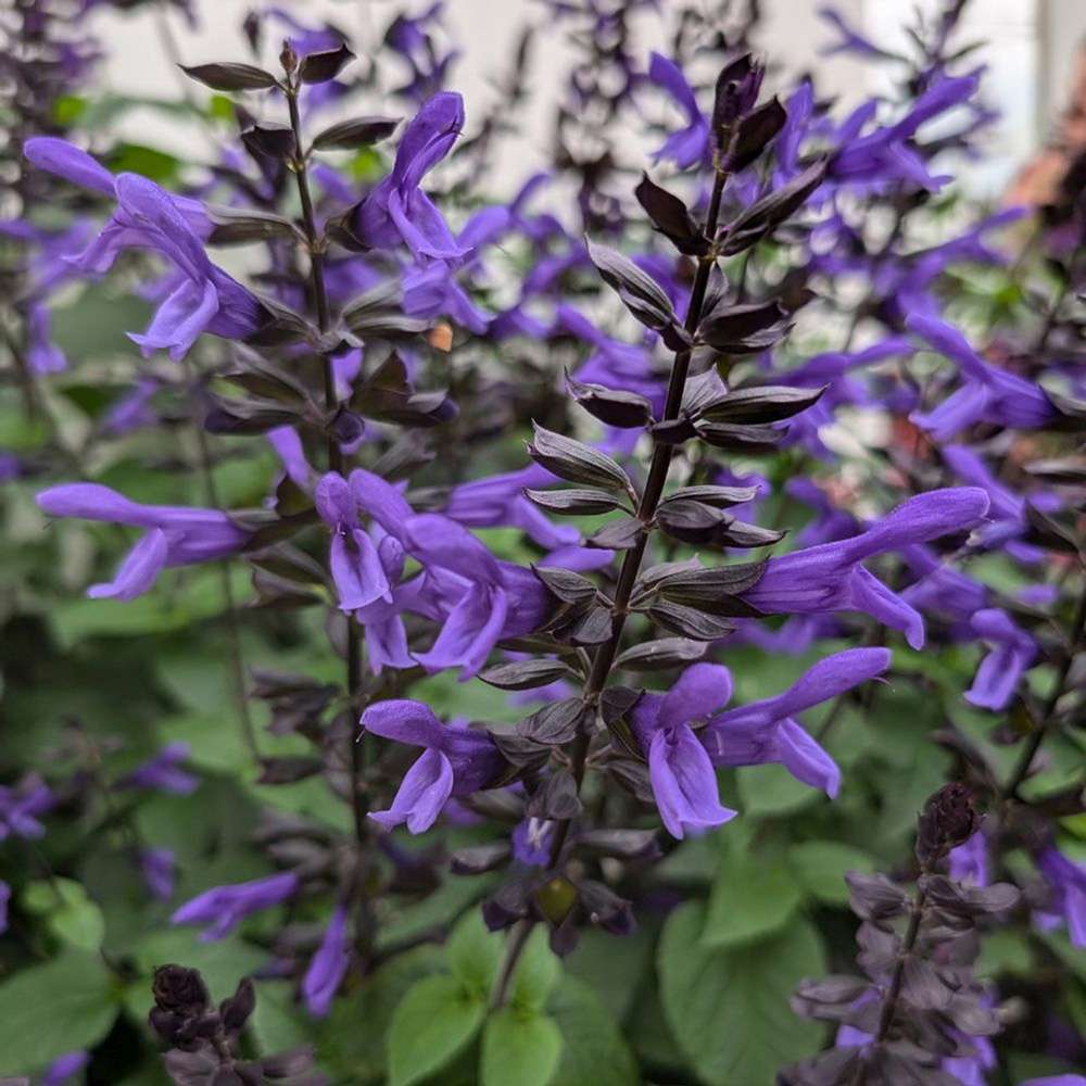 Salvia Salgoon Lake Blueberry planta perena cu flori albastre parfumate