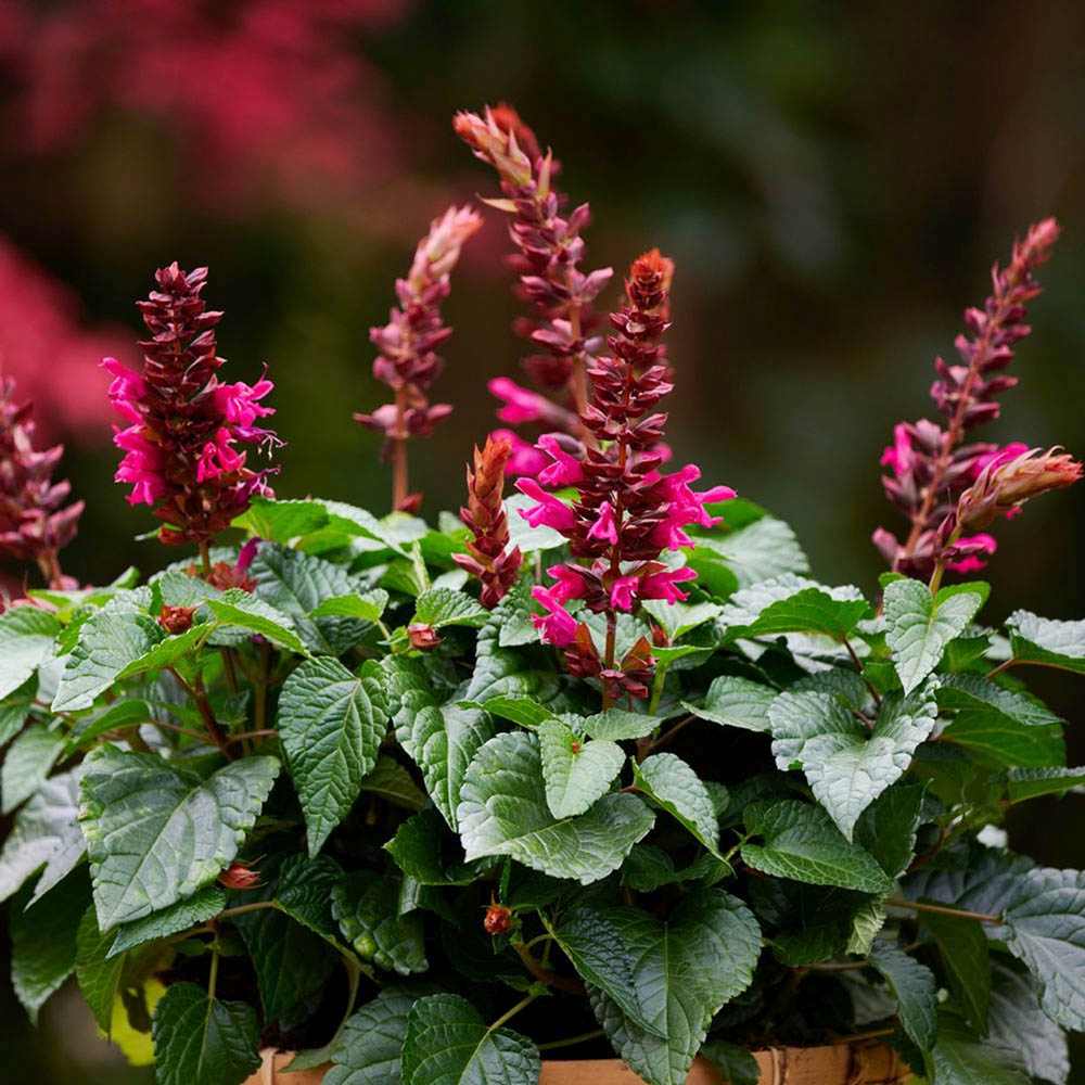 Salvia Salgoon Lake Flamingo, planta perena cu flori roz atragatoare si rezistenta la seceta