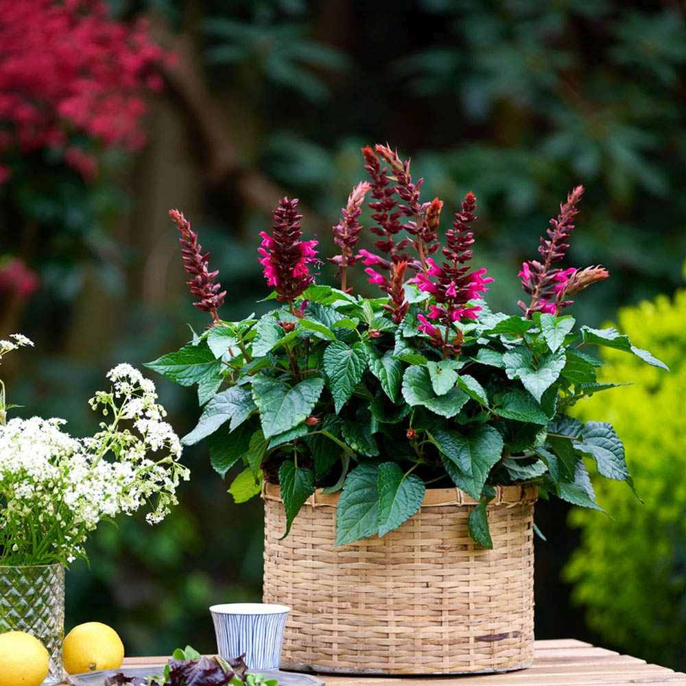 Salvia Salgoon Lake Flamingo, planta perena cu flori roz atragatoare si rezistenta la seceta