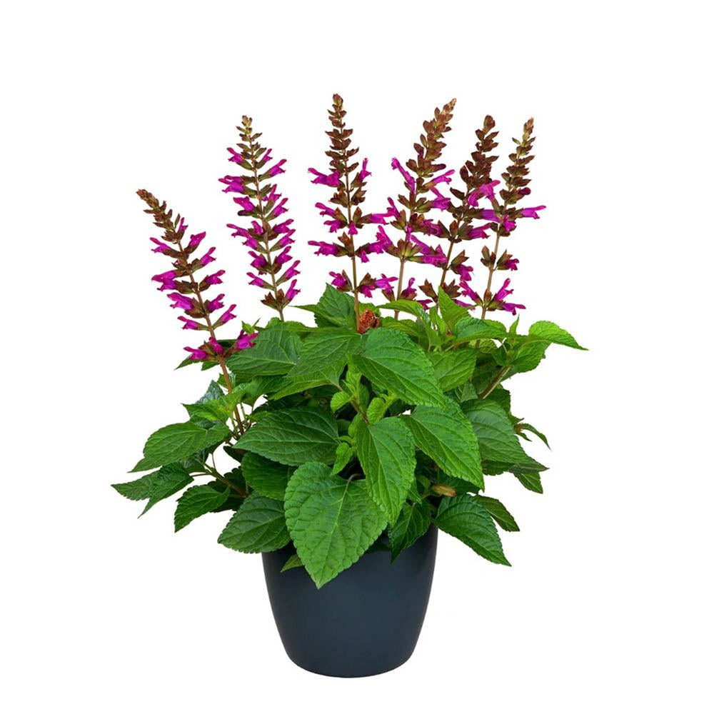 Salvia Salgoon Lake Flamingo, planta perena cu flori roz atragatoare si rezistenta la seceta