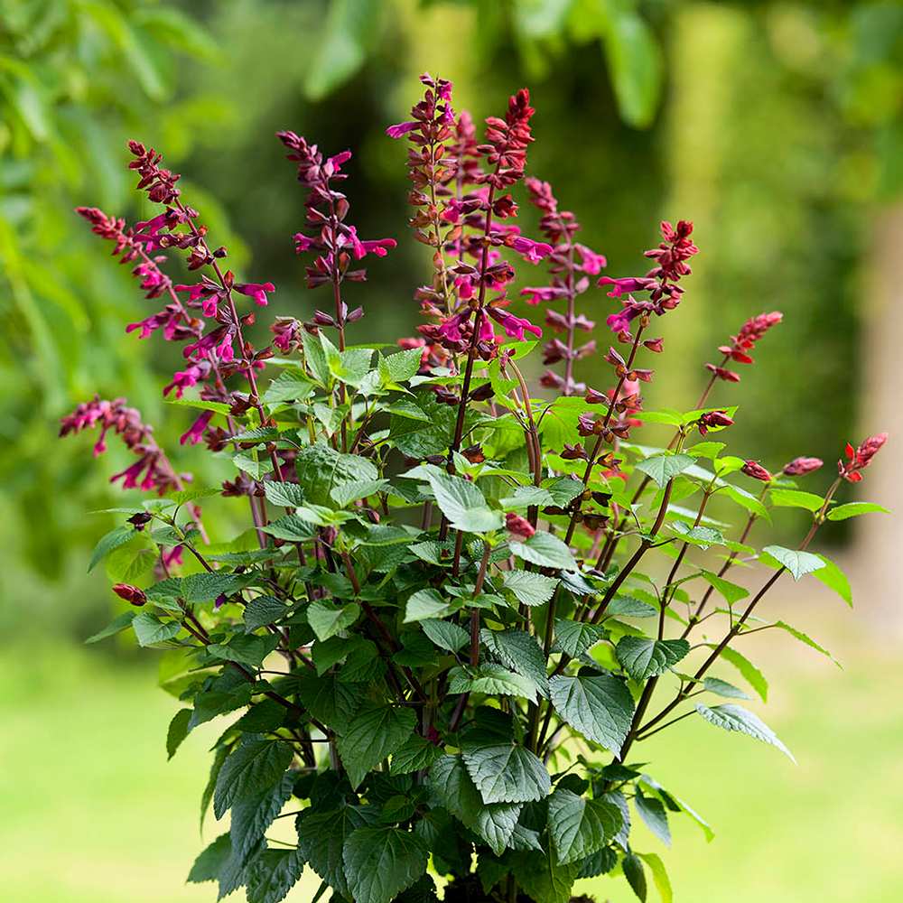 Salvia Salgoon Lake Flamingo, planta perena cu flori roz atragatoare si rezistenta la seceta
