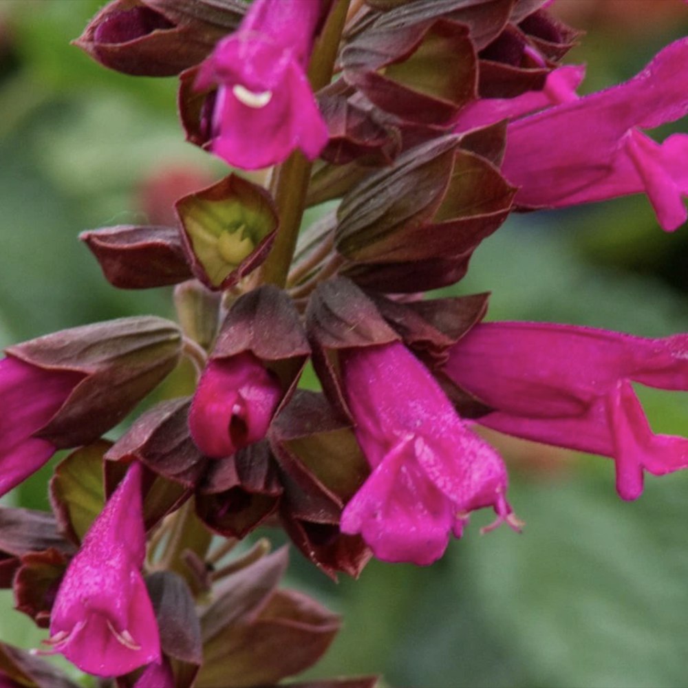 Salvia Salgoon Lake Flamingo, planta perena cu flori roz atragatoare si rezistenta la seceta