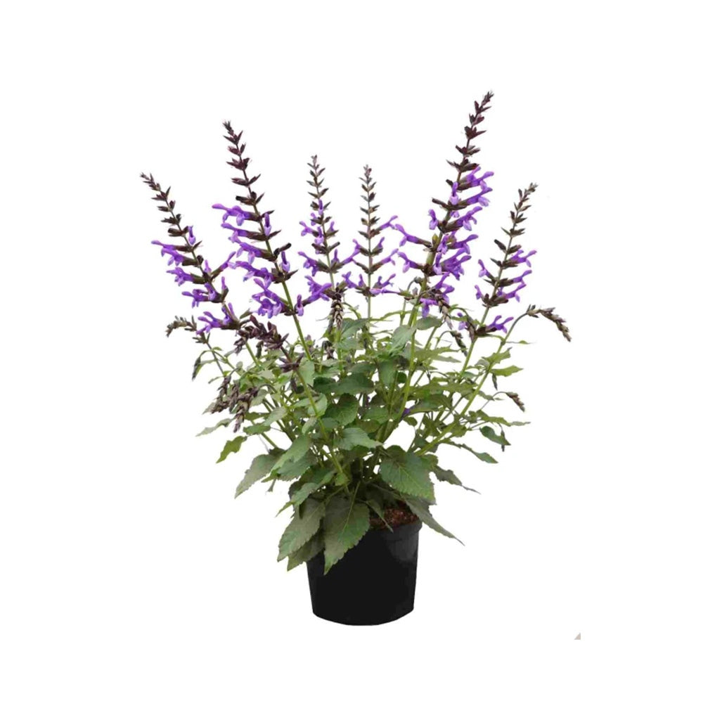 Salvia Salgoon Lake George, salvia perena albastru-violet, planta florifera rezistenta, pentru soare