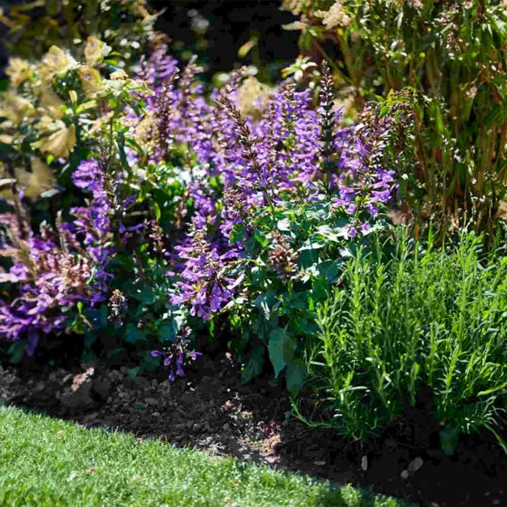 Salvia Salgoon Lake George, salvia perena albastru-violet, planta florifera rezistenta, pentru soare