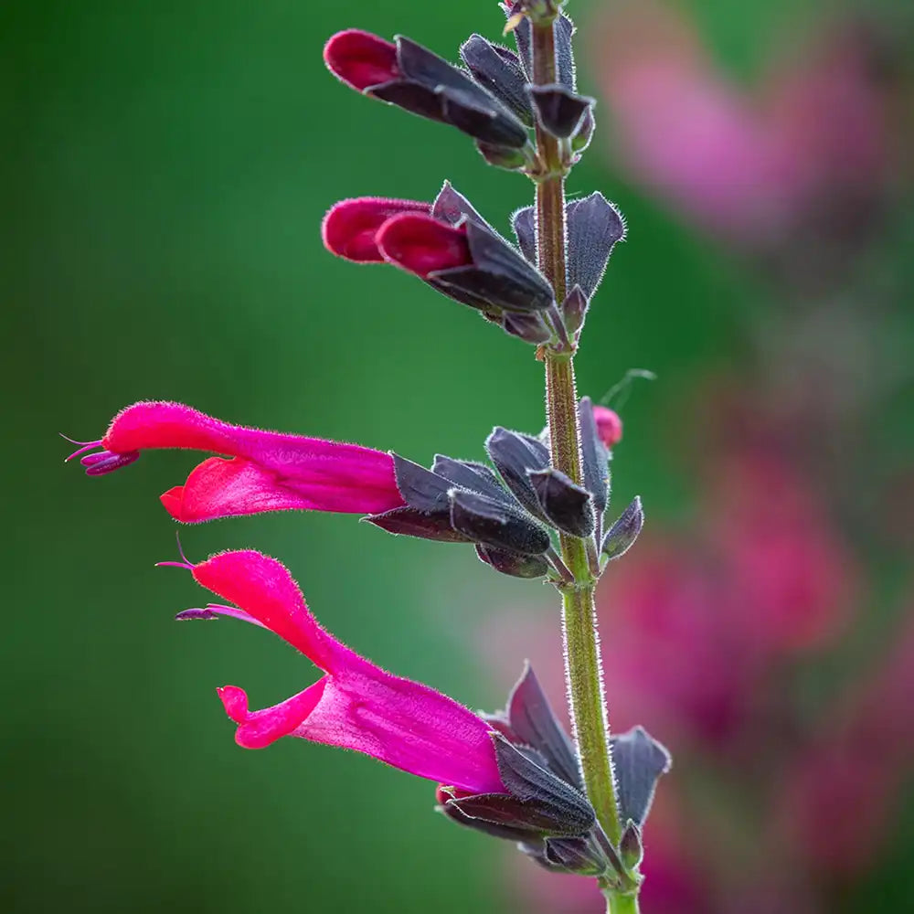 Salvia Amante, planta perena cu flori rosii-fuchsia, inflorire indelungata