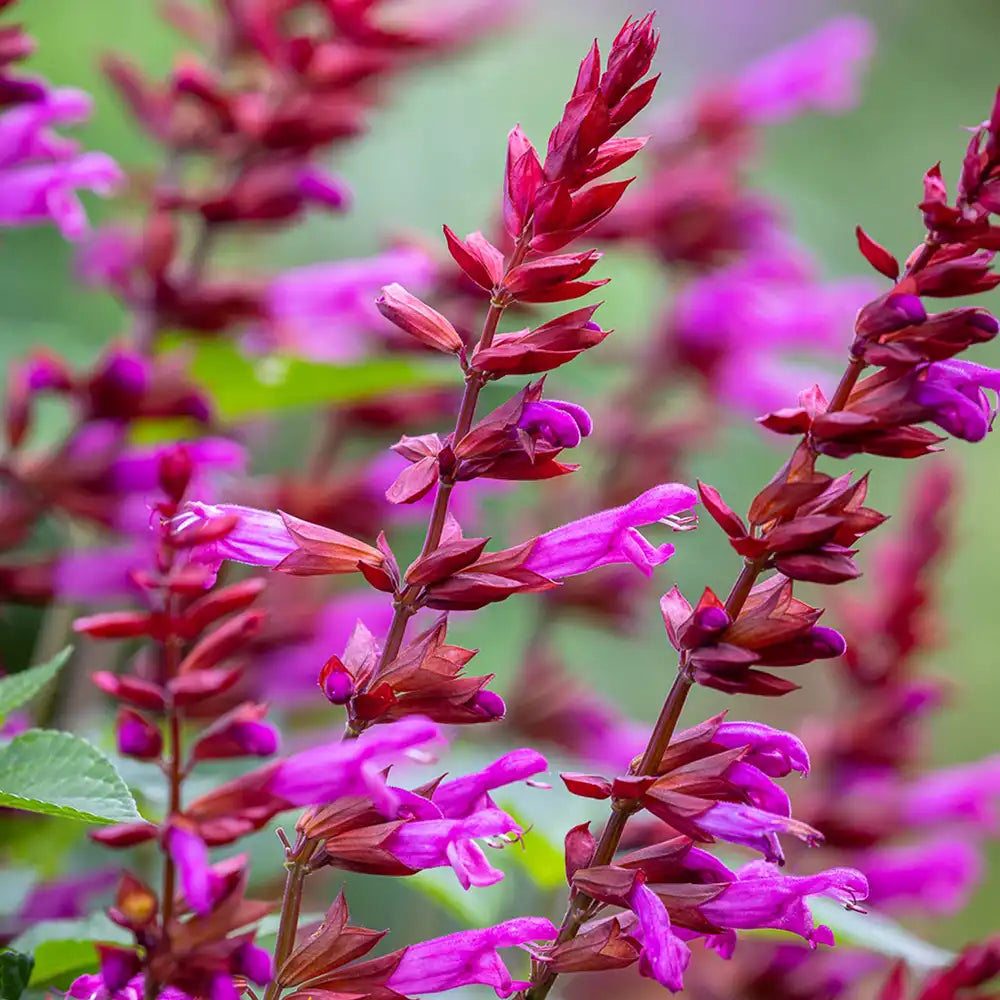 Salvia Amante, planta perena cu flori rosii-fuchsia, inflorire indelungata