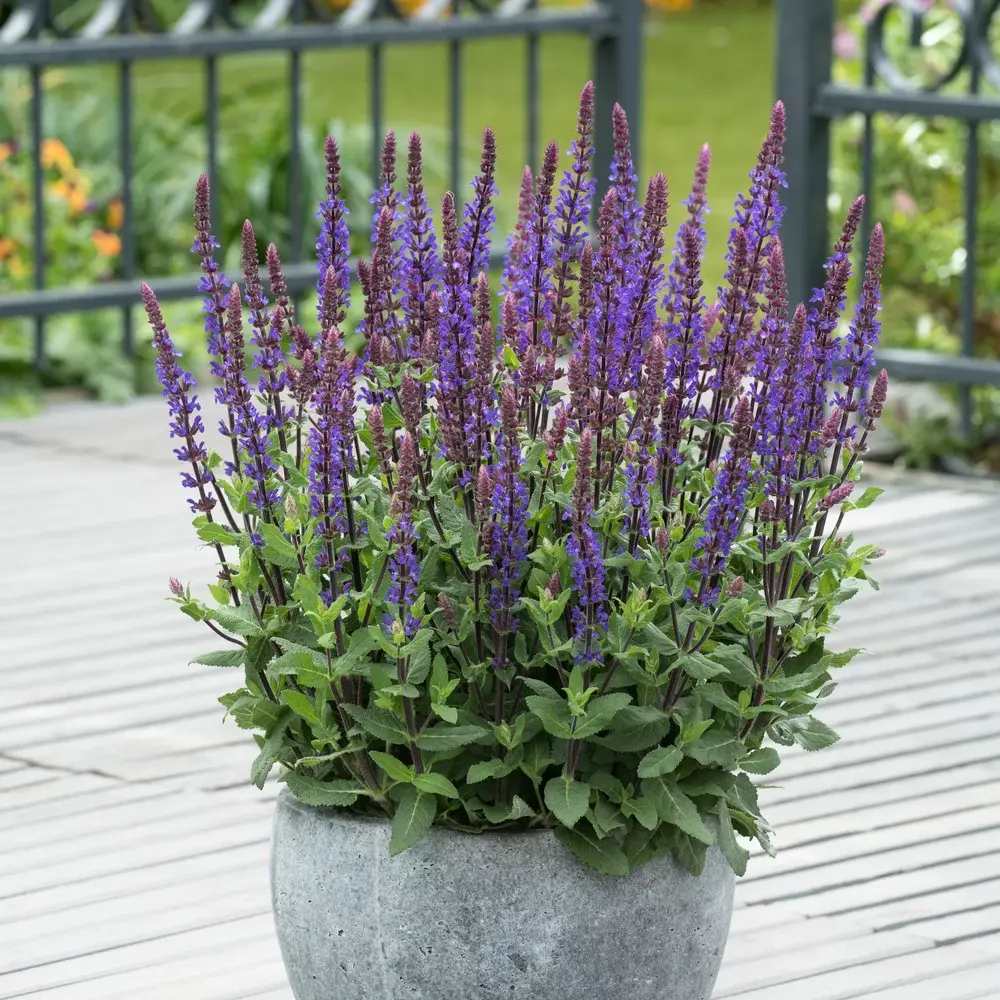 Salvie de Padure Caradonna. cu flori albastre-mov si parfum intens, frunzis aromat, inflorire lunga