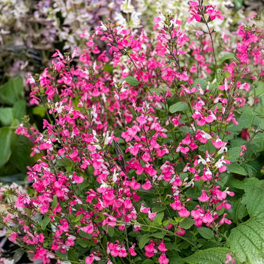 Salvia Hot Pink Jeremy, perena ornamentala, flori bicolore roz intens si alb, Inflorire lunga