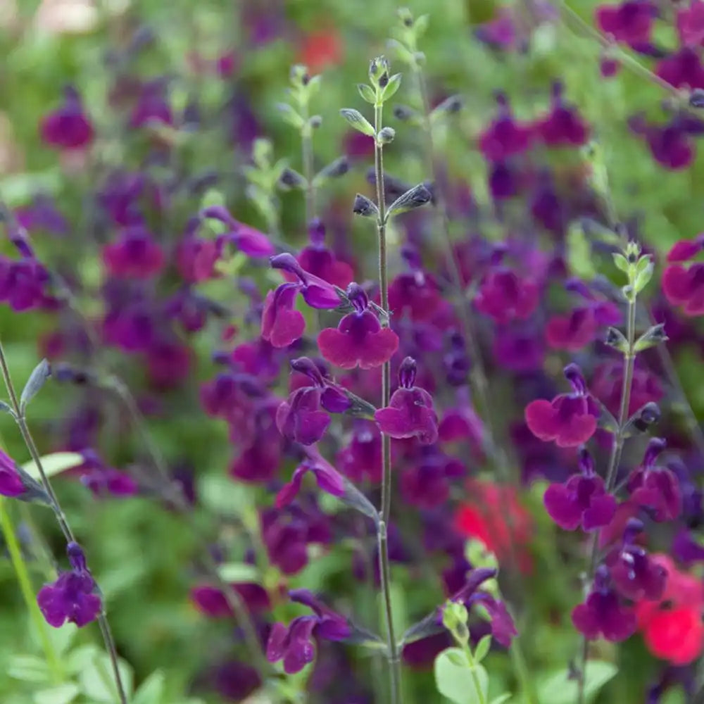 Salvia Nachtvlinder, planta perena cu flori mov-inchis, inflorire indelungata
