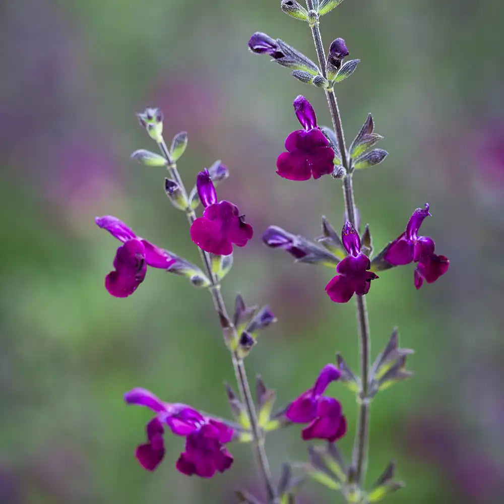 Salvia Nachtvlinder, planta perena cu flori mov-inchis, inflorire indelungata