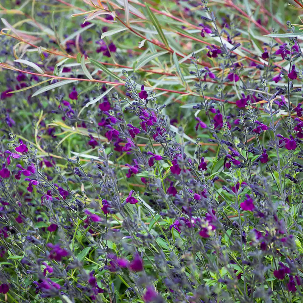 Salvia Nachtvlinder, planta perena cu flori mov-inchis, inflorire indelungata