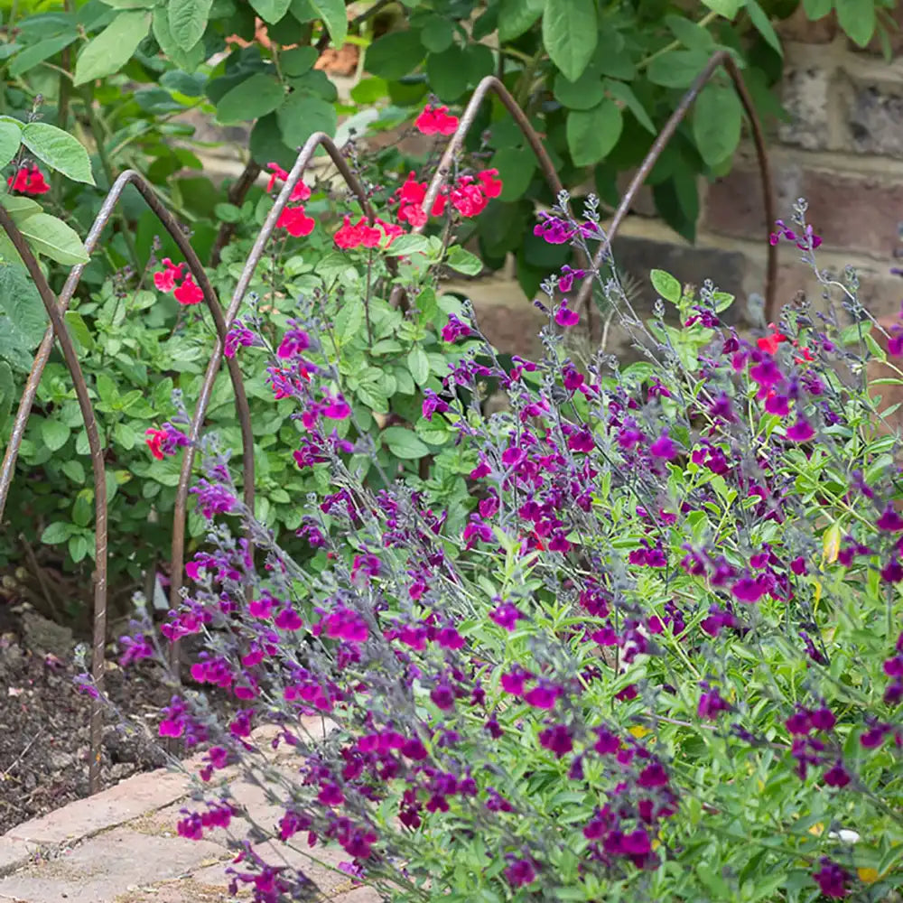 Salvia Nachtvlinder, planta perena cu flori mov-inchis, inflorire indelungata