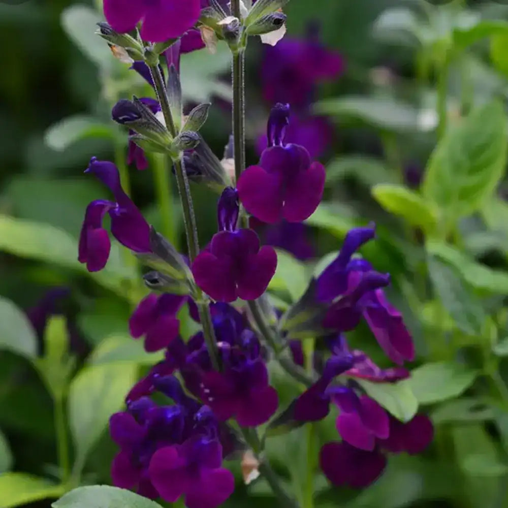 Salvia Nachtvlinder, planta perena cu flori mov-inchis, inflorire indelungata