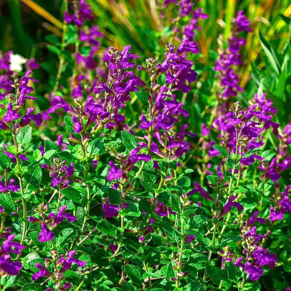Salvia Nachtvlinder, planta perena cu flori mov-inchis, inflorire indelungata