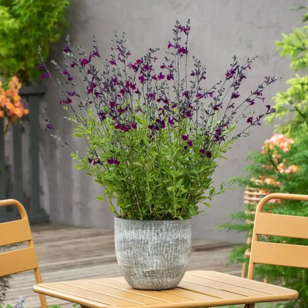 Salvia Nachtvlinder, planta perena cu flori mov-inchis, inflorire indelungata