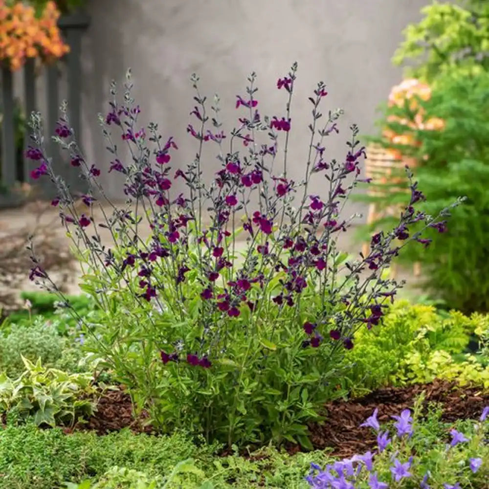 Salvia Nachtvlinder, planta perena cu flori mov-inchis, inflorire indelungata