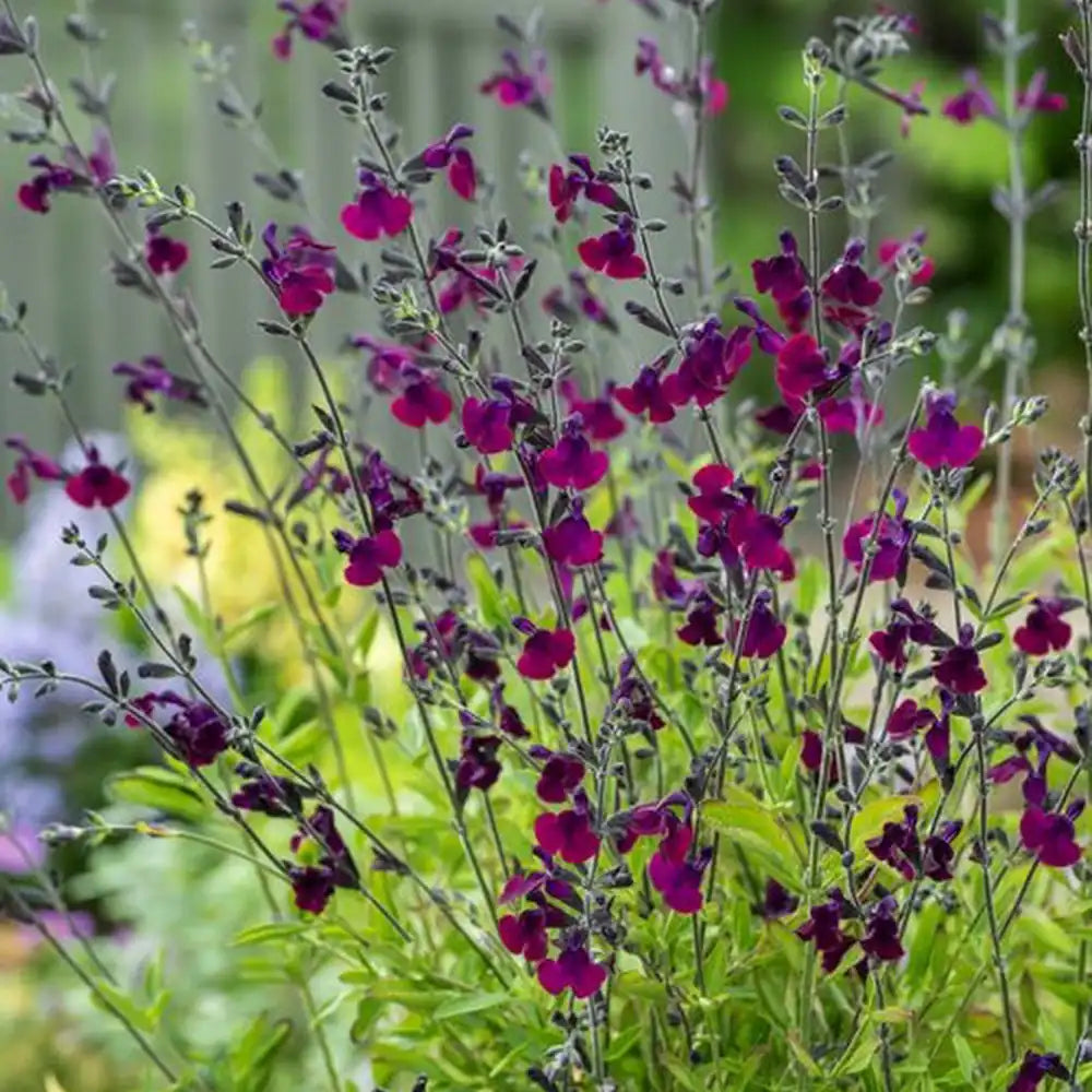 Salvia Nachtvlinder, planta perena cu flori mov-inchis, inflorire indelungata