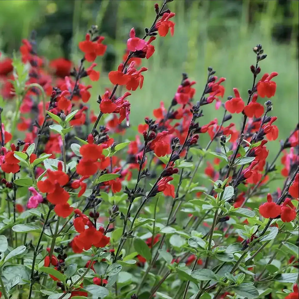Salvia Royal Bumble, planta perena cu flori rosii intense, inflorire lunga