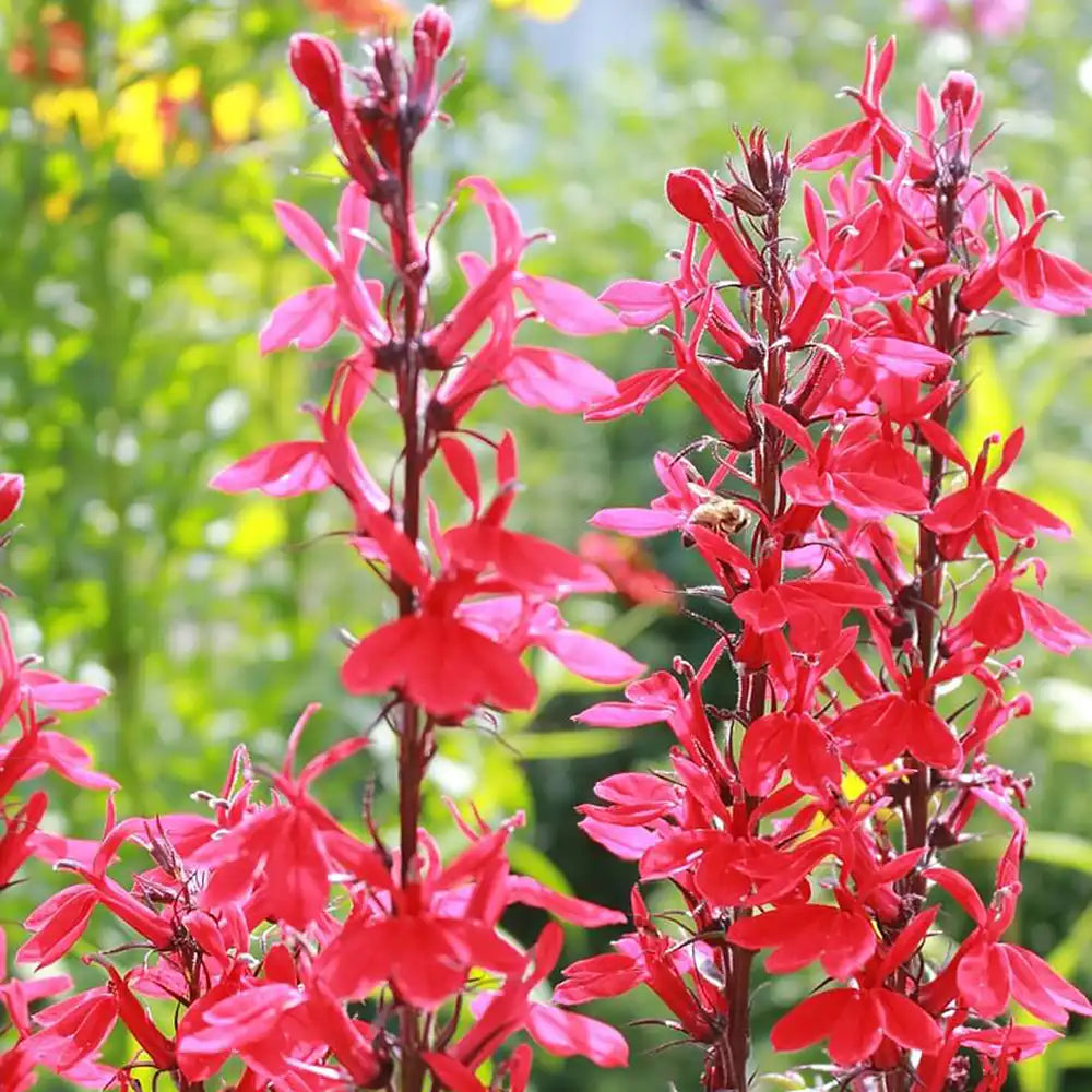 Salvia Royal Bumble, planta perena cu flori rosii intense, inflorire lunga