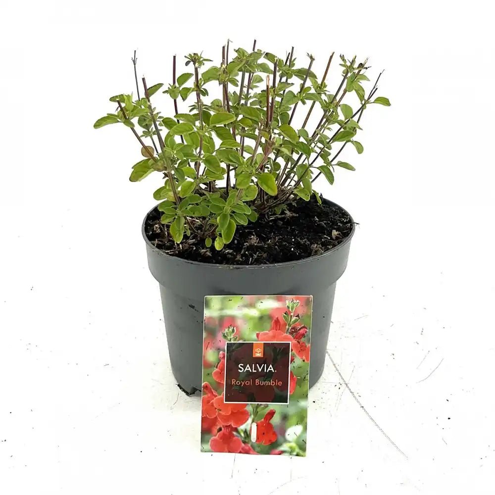 Salvia Royal Bumble, planta perena cu flori rosii intense, inflorire lunga