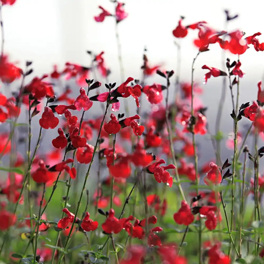 Salvia Royal Bumble, planta perena cu flori rosii intense, inflorire lunga