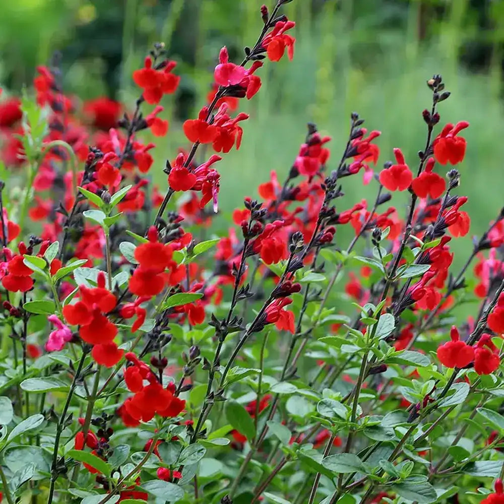Salvia Royal Bumble, planta perena cu flori rosii intense, inflorire lunga