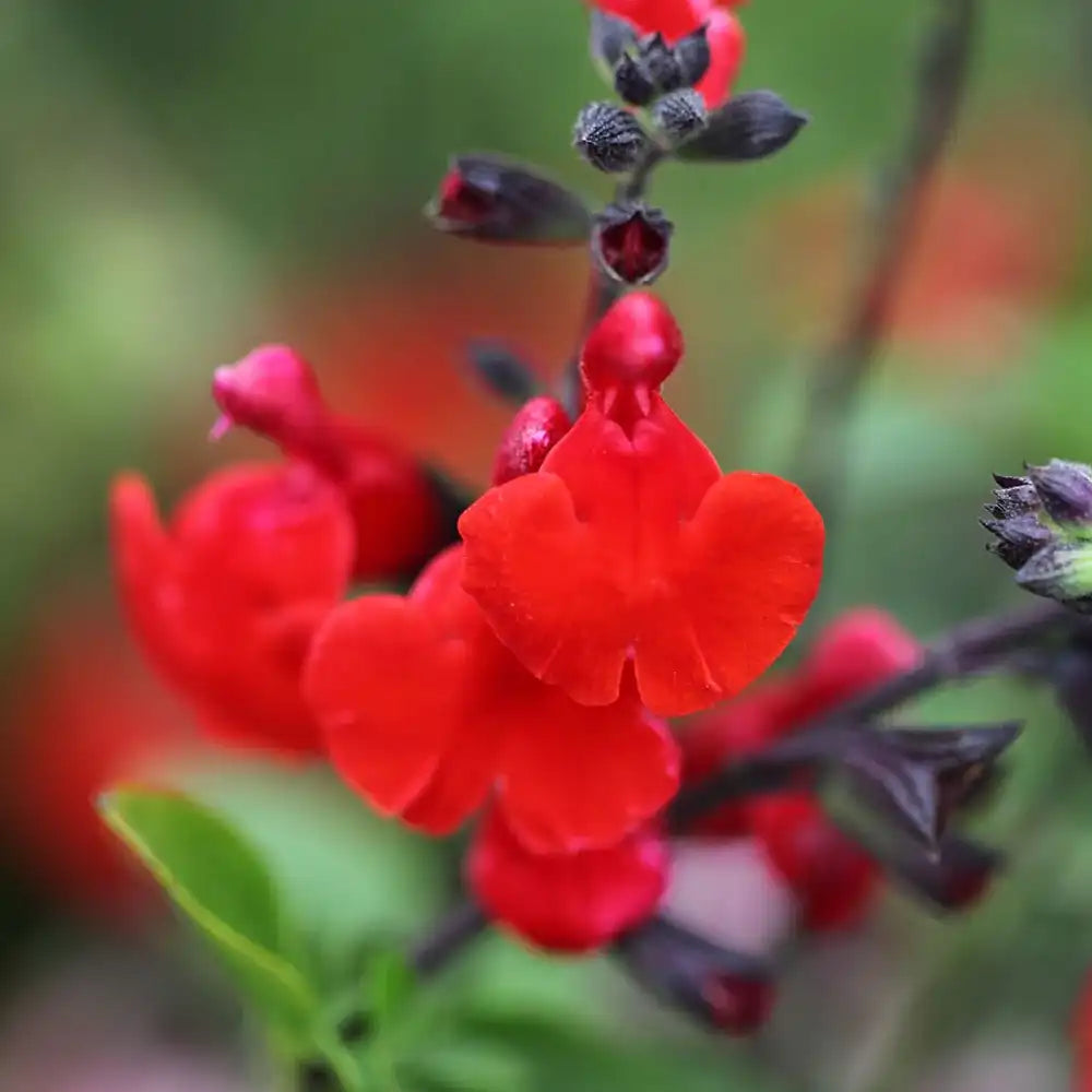 Salvia Royal Bumble, planta perena cu flori rosii intense, inflorire lunga