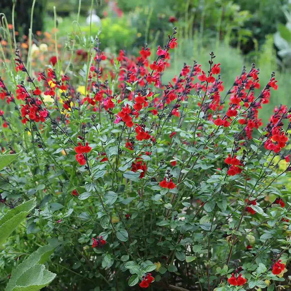 Salvia Royal Bumble, planta perena cu flori rosii intense, inflorire lunga