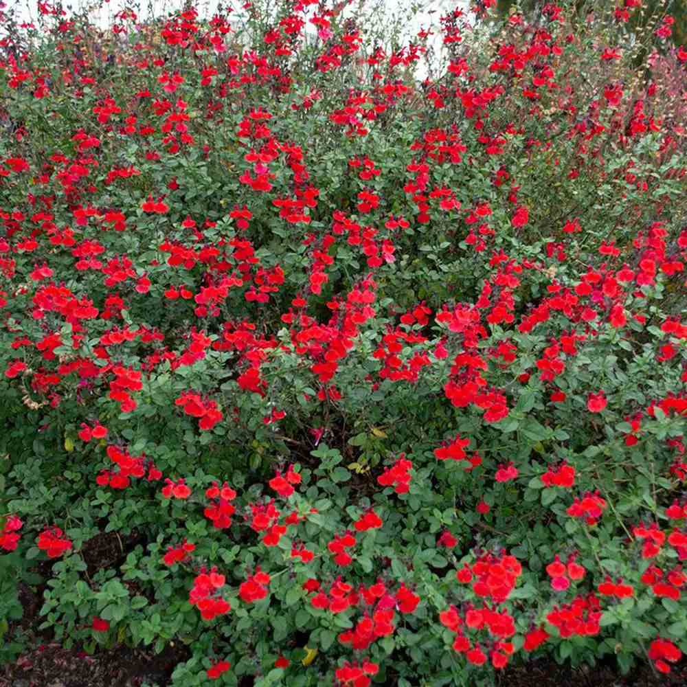 Salvia Royal Bumble, planta perena cu flori rosii intense, inflorire lunga