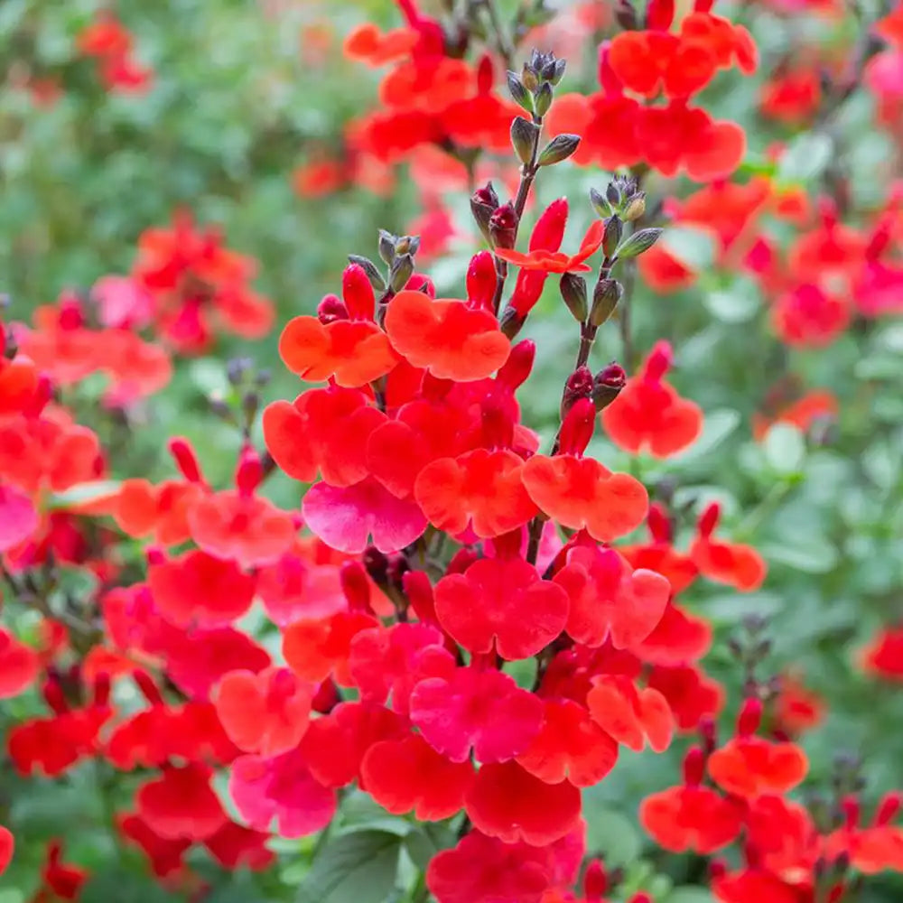 Salvia Royal Bumble, planta perena cu flori rosii intense, inflorire lunga