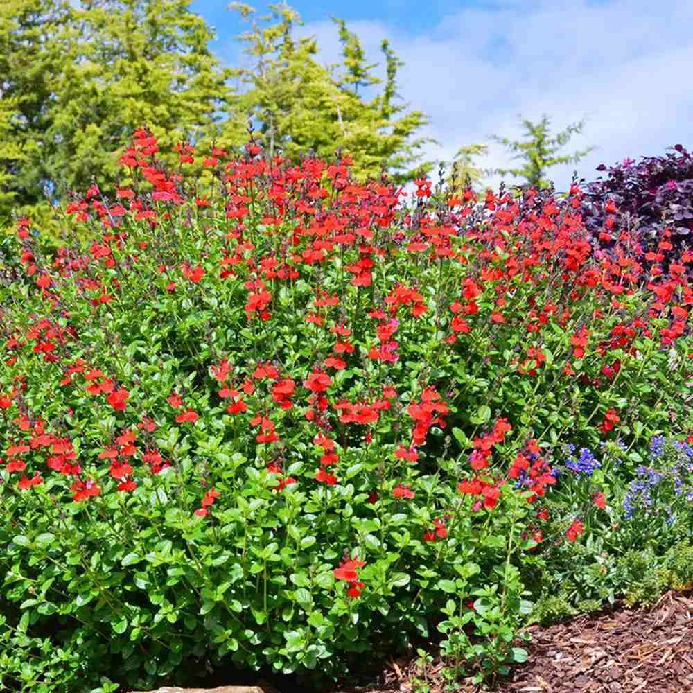 Salvia Royal Bumble, planta perena cu flori rosii intense, inflorire lunga