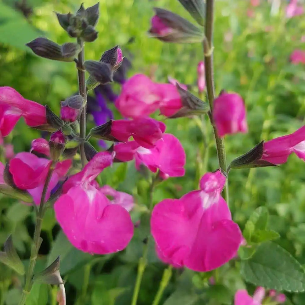 Salvia Vevina, planta perena cu flori rosii-violet vibrante, inflorire indelungata