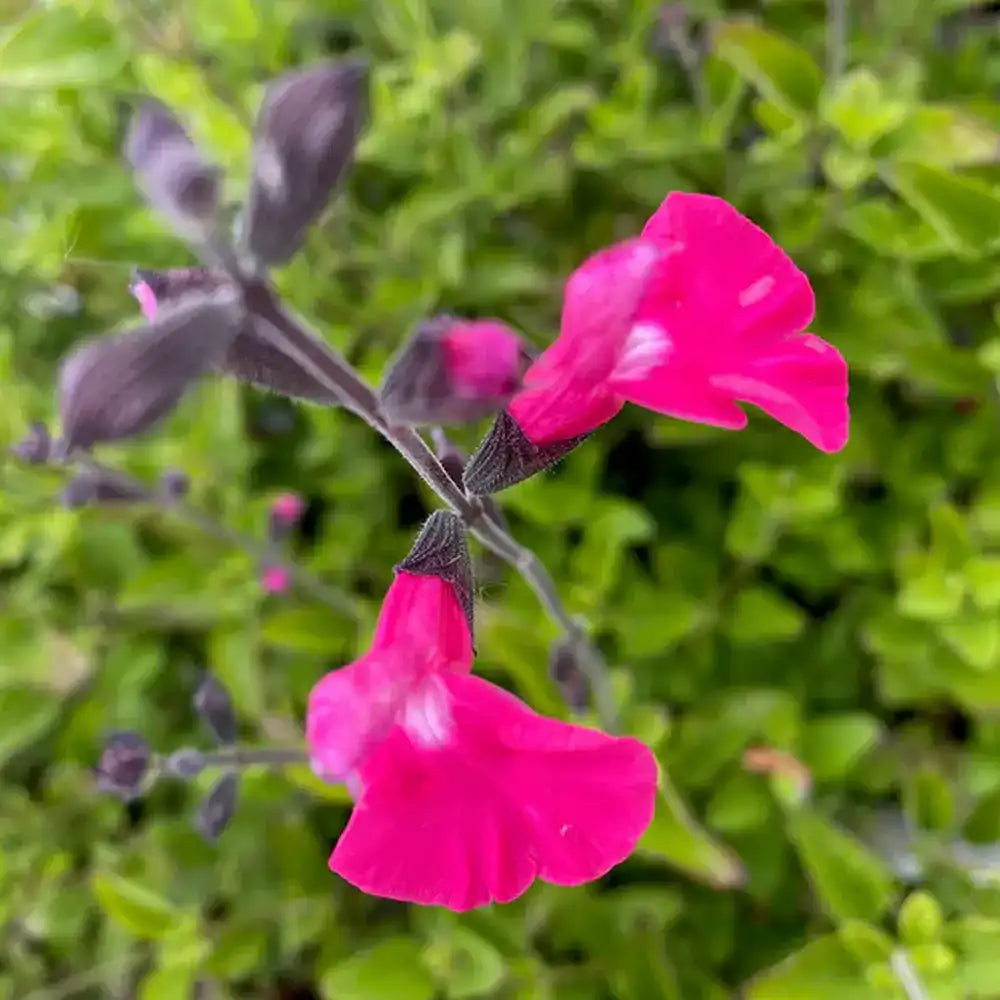 Salvia Vevina, planta perena cu flori rosii-violet vibrante, inflorire indelungata