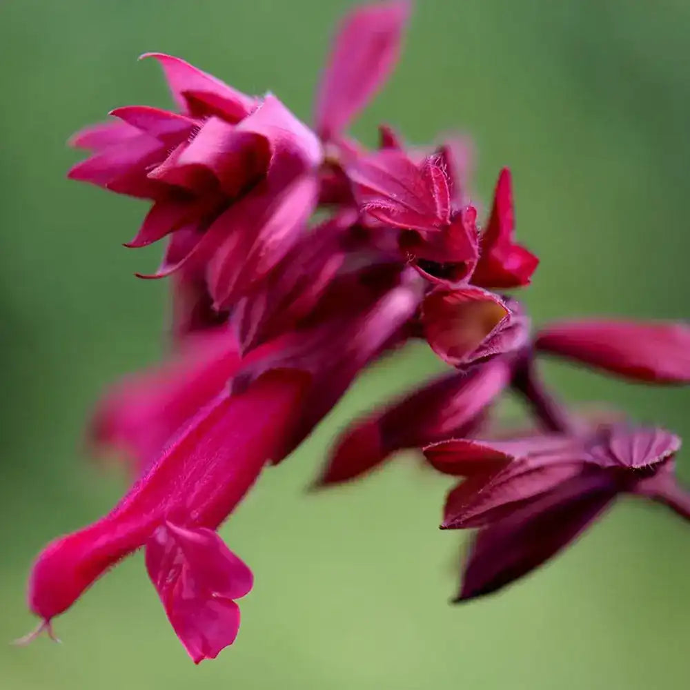 Salvia Wendys Wish, planta perena cu flori roz-magenta, inflorire indelungata
