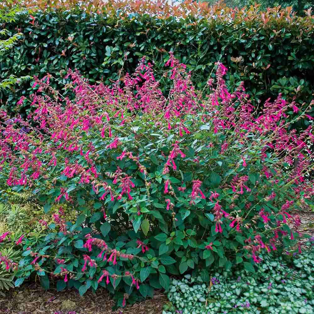 Salvia Wendys Wish, planta perena cu flori roz-magenta, inflorire indelungata