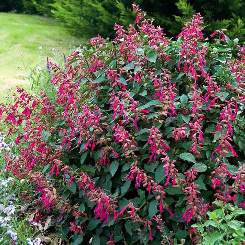 Salvia Wendys Wish, planta perena cu flori roz-magenta, inflorire indelungata
