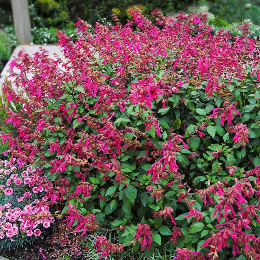 Salvia Wendys Wish, planta perena cu flori roz-magenta, inflorire indelungata