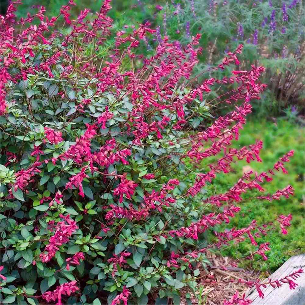 Salvia Wendys Wish, planta perena cu flori roz-magenta, inflorire indelungata