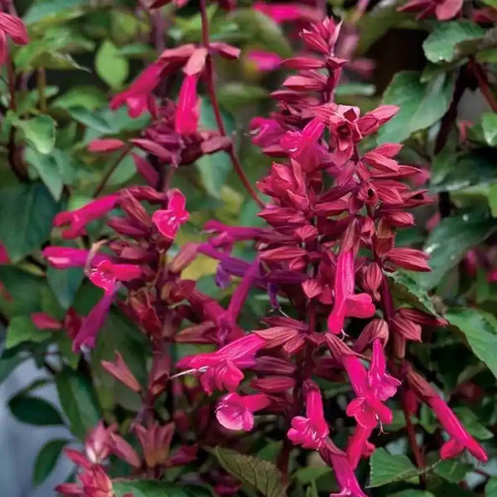 Salvia Wendys Wish, planta perena cu flori roz-magenta, inflorire indelungata