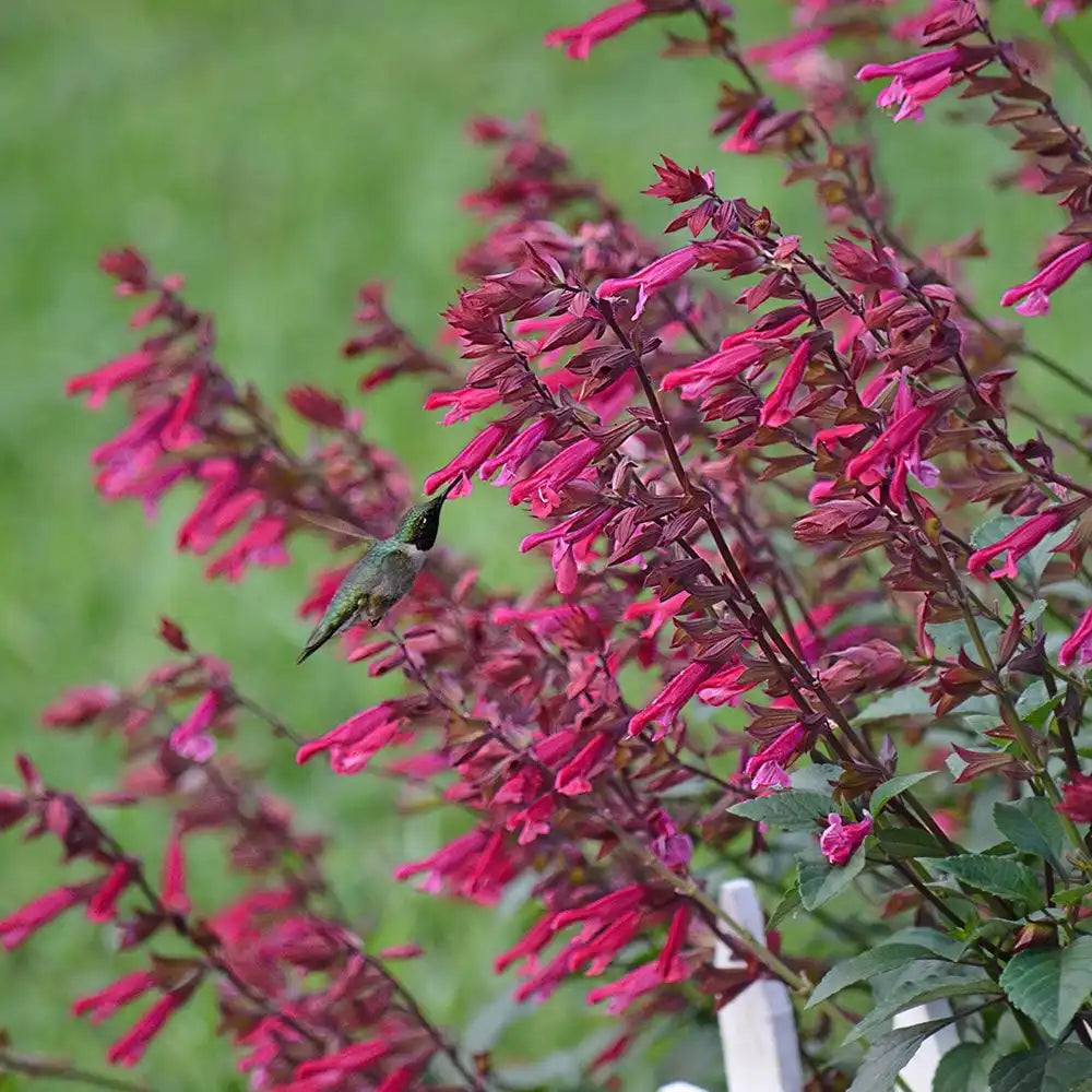 Salvia Wendys Wish, planta perena cu flori roz-magenta, inflorire indelungata