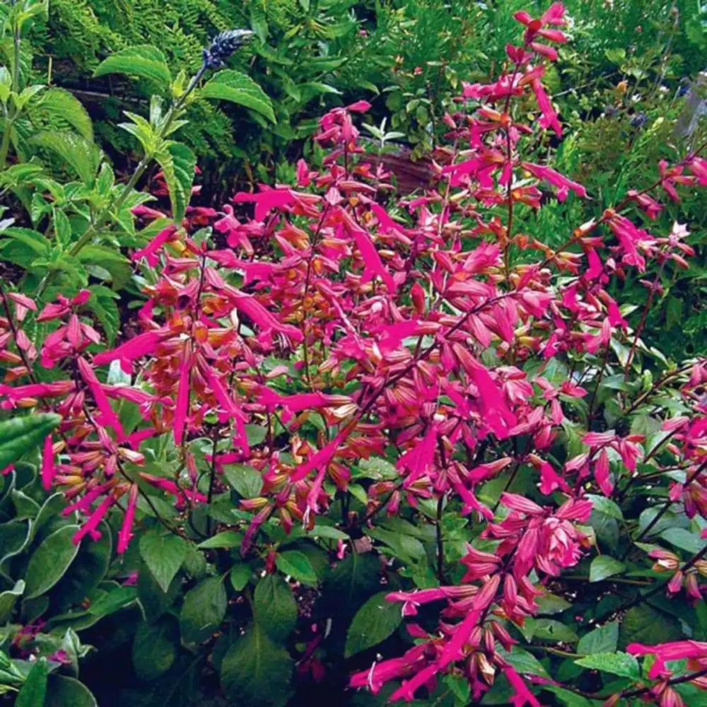 Salvia Wendys Wish, planta perena cu flori roz-magenta, inflorire indelungata