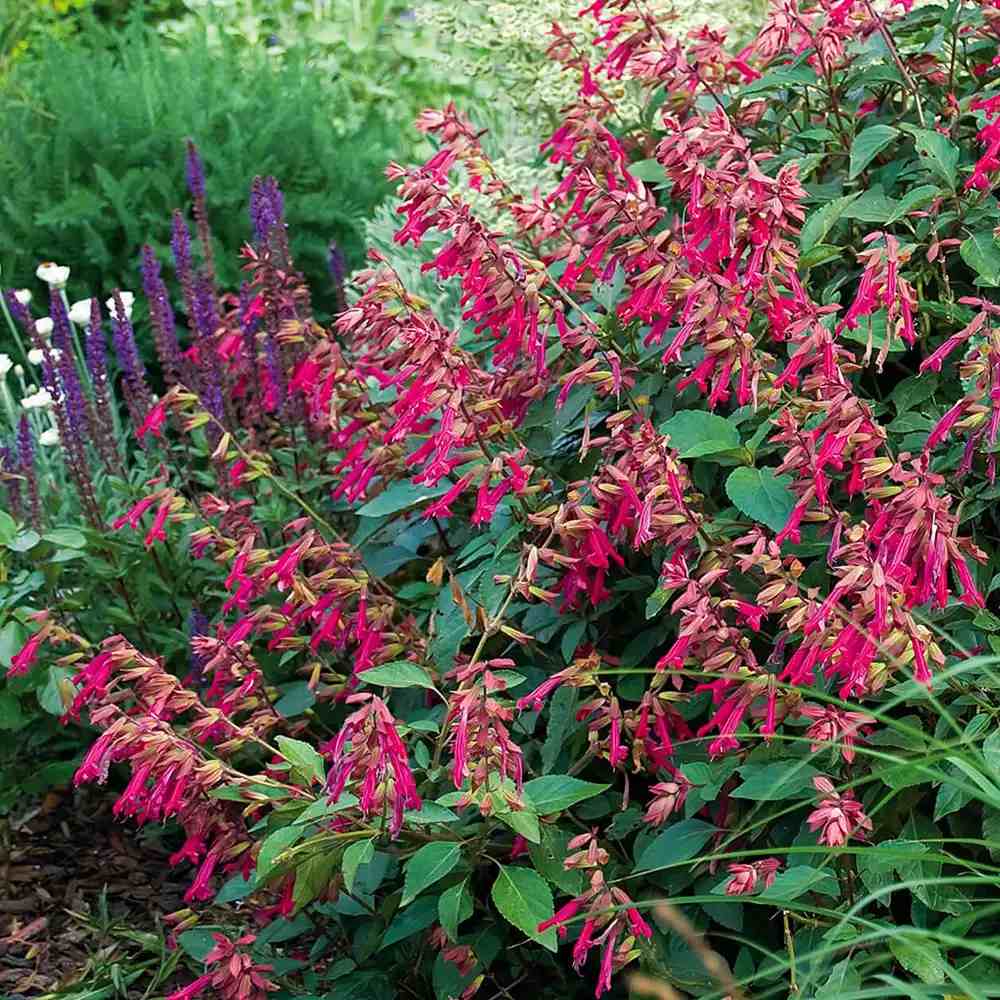 Salvia Wendys Wish, planta perena cu flori roz-magenta, inflorire indelungata
