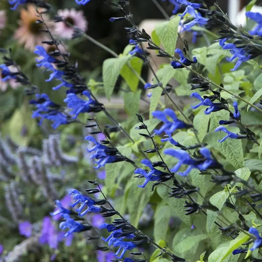 Salvia greggii albstru inchis Black and Blue, planta perena cu flori albastre parfumate