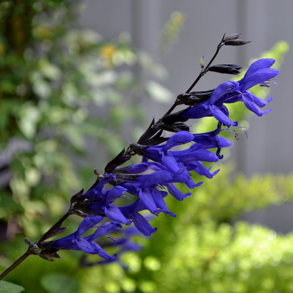 Salvia greggii albstru inchis Black and Blue, planta perena cu flori albastre parfumate
