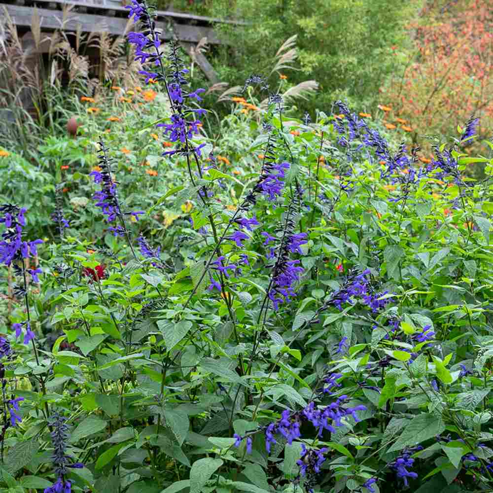 Salvia greggii albstru inchis Black and Blue, planta perena cu flori albastre parfumate