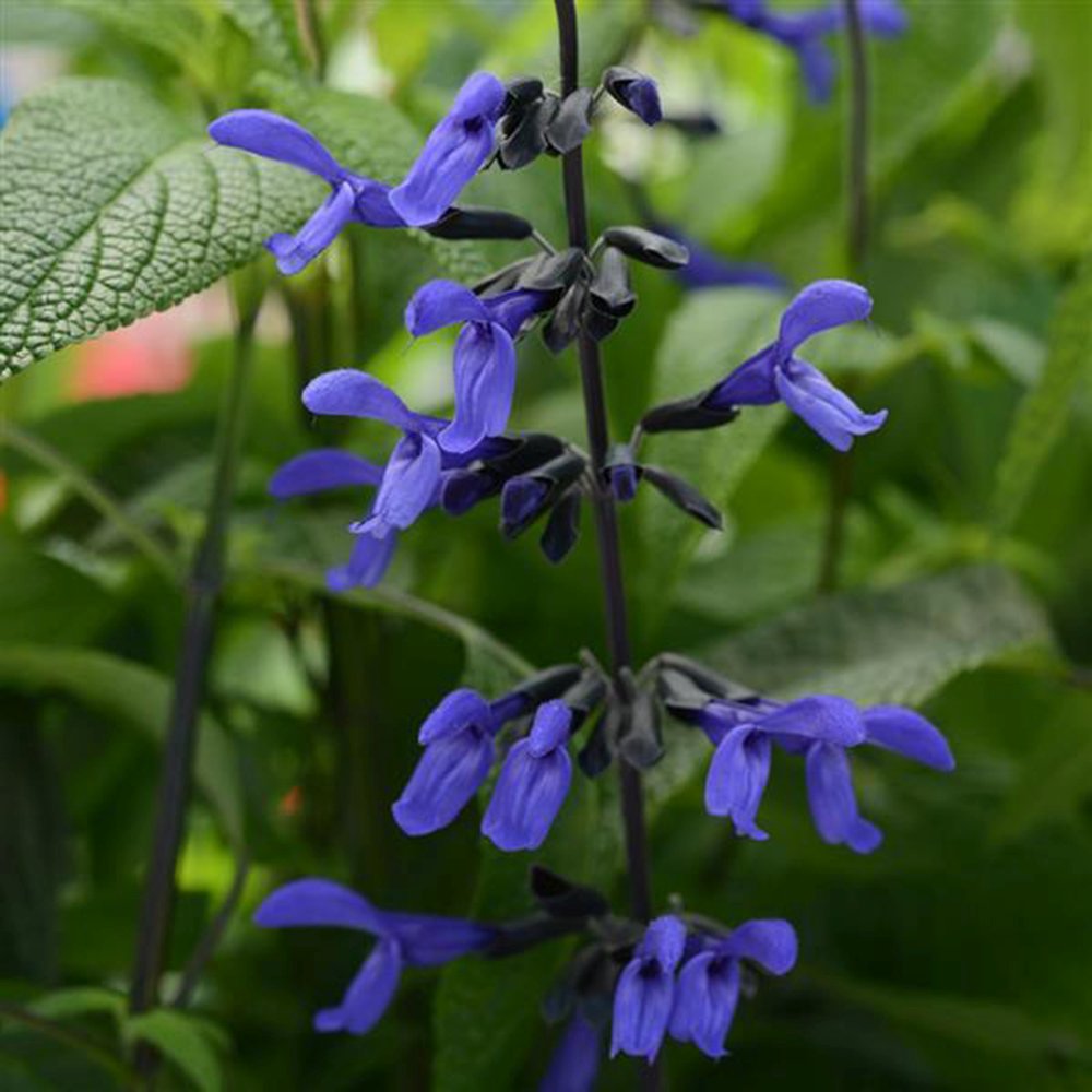 Salvia greggii albstru inchis Black and Blue, planta perena cu flori albastre parfumate