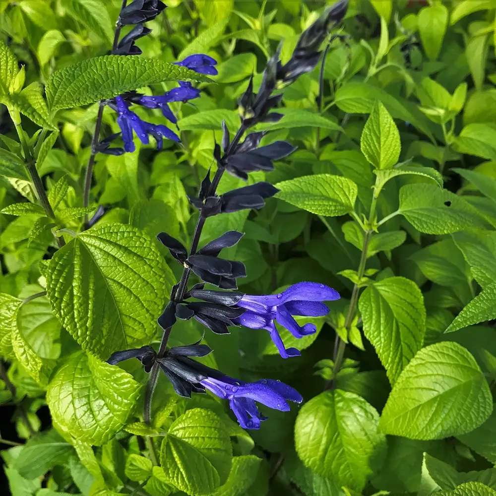 Salvia greggii albstru inchis Black and Blue, planta perena cu flori albastre parfumate
