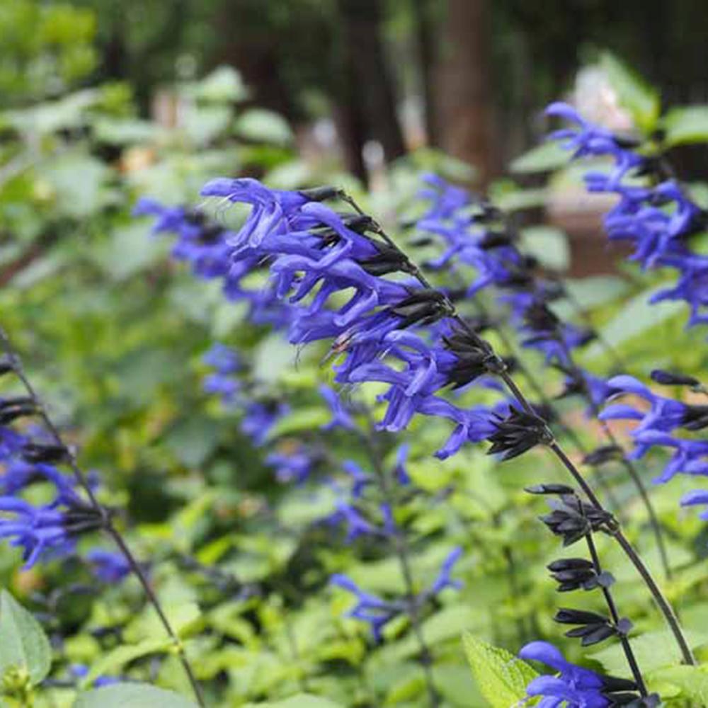 Salvia greggii albstru inchis Black and Blue, planta perena cu flori albastre parfumate