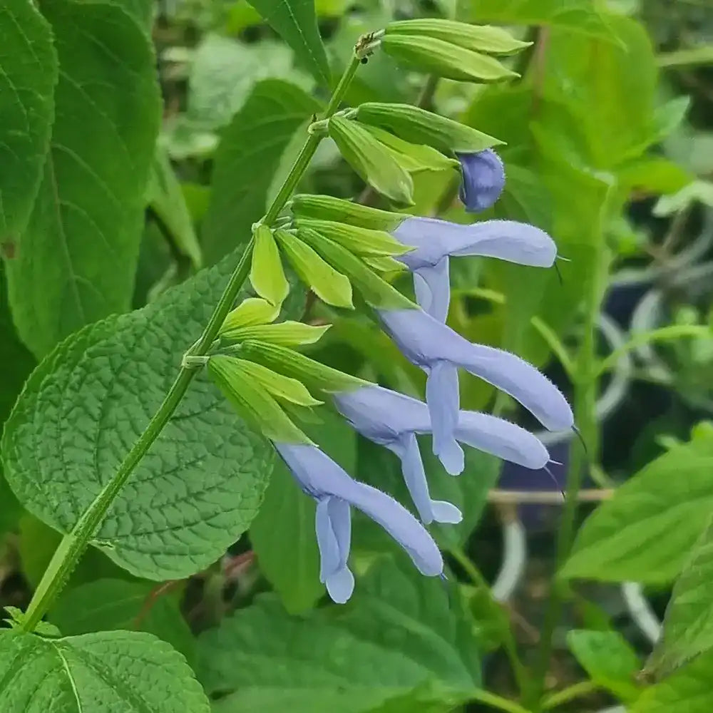 Salvia Argentine Skies - planta perena cu flori albastre delicate, inflorire lunga