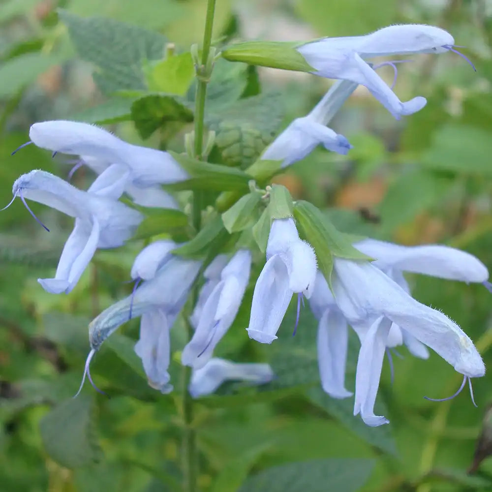 Salvia Argentine Skies - planta perena cu flori albastre delicate, inflorire lunga